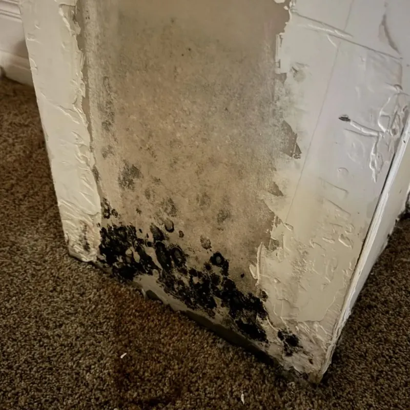Professional Mold Removal in La Luz, NM